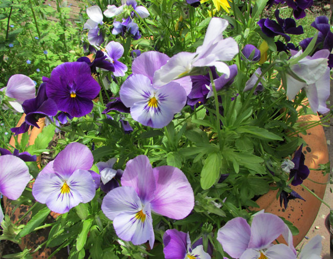 Das offene Gartentor